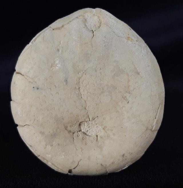 Echinocorys sulcata (GOLDFUSS 1826) - Bild &copy; FossNet FossilienStore